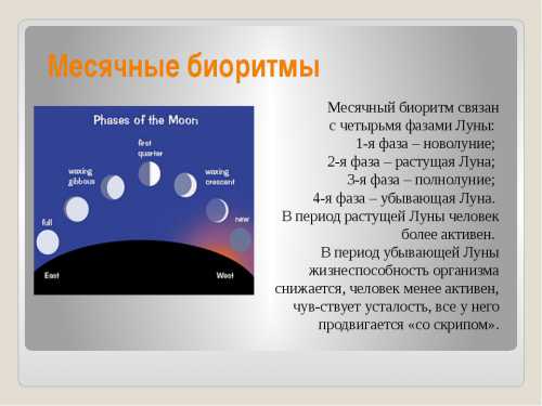 Попеременное наступление периодов сна и бодрствования получило название циркадных ритмов