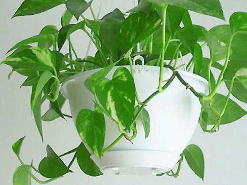 Освежитель воздуха вредит домашним растениям
