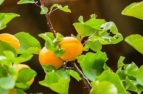 Как  посадить абрикос осенью, преимущества