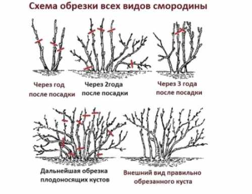 Как и когда обрезают смородину, зачем смородину