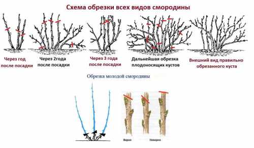 Обратите внимание, что эти советы применимы для всех сортов малины